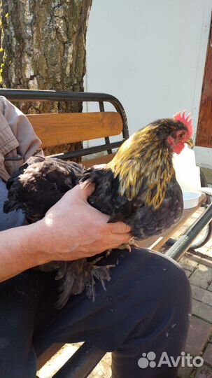 Карликовый кохинхин петушок