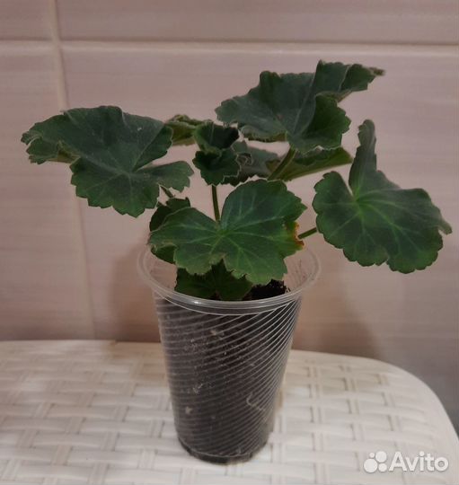 Герань пеларгония