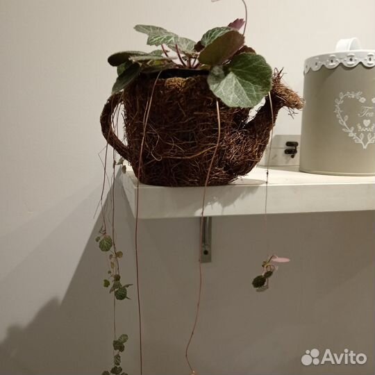 Комнатные цветы