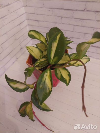 Хойи разные