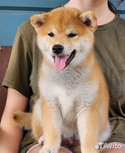Щенки сиба ину
