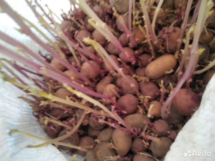 Продам картофель домашний