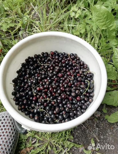 Черная смородина