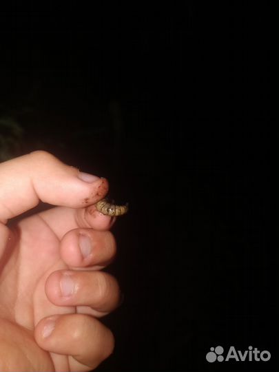 Опарыши для рыбалки 100гр