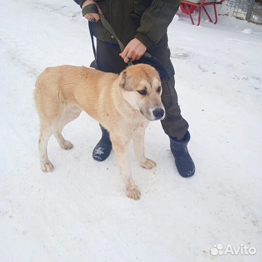 Алабай в добрые руки