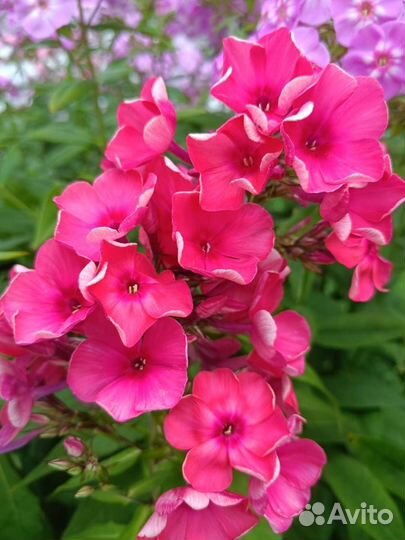 Флоксы, разные сорта