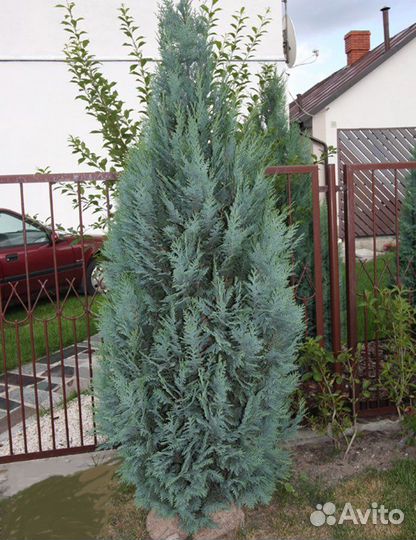 Кипарисовик колумнарис