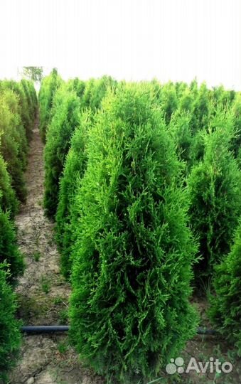 Туя колумна