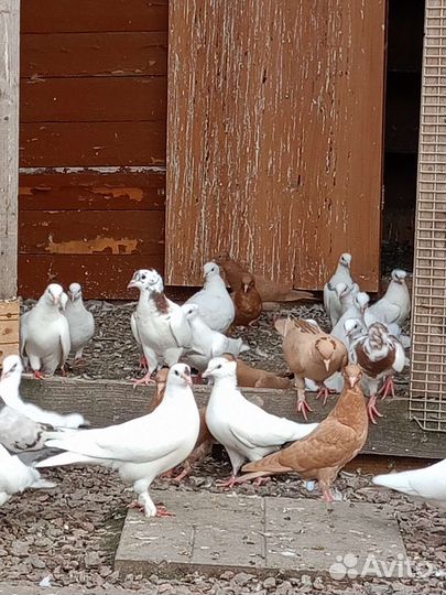 Бойные голуби