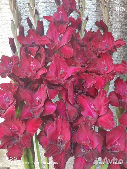 Цветы гладиолусы букет, хризантемы