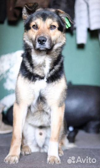 Арчи - умный пёс с непростой судьбой в добрые руки