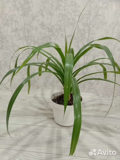 Пальма панданус