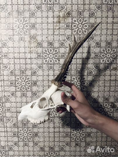 Череп косули