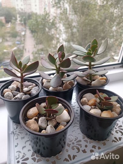 Красула толстянка