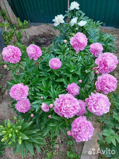 Сирень. Садовые цветы