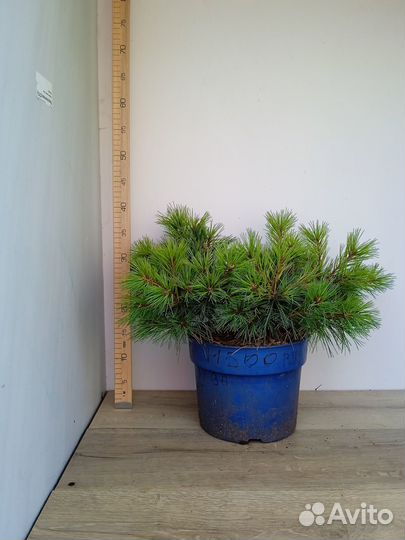 Можжевельник туя пихта сосна ель штамб