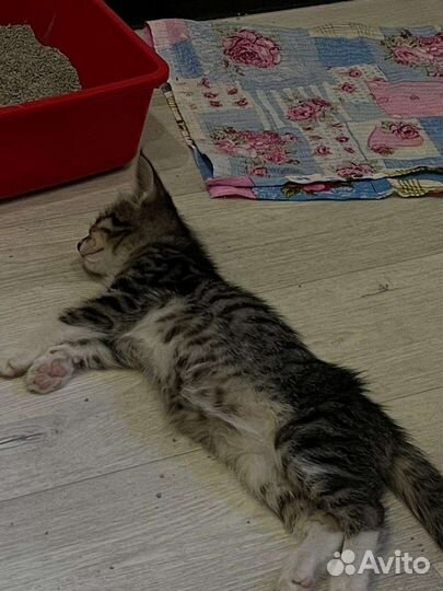 Котята в добрые руки бесплатно