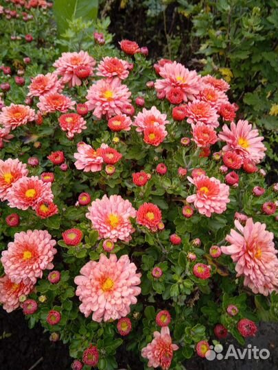 Молодые кустики хризантемы