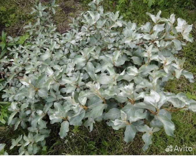 Лох серебристый