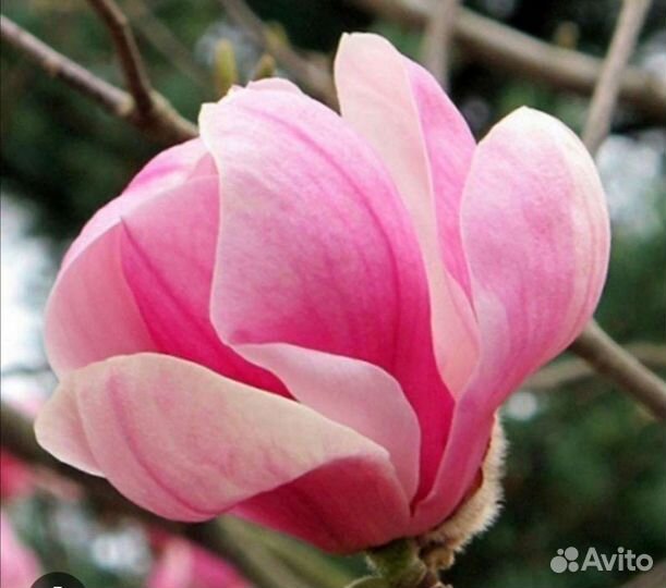 Магнолия Pinke в 4л горшке