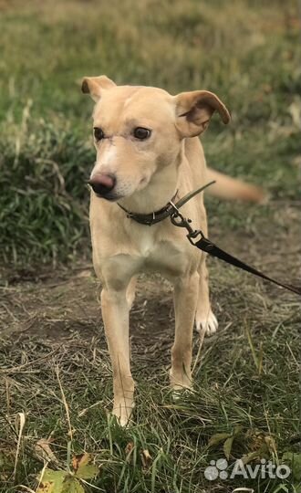 Собака ищет дом