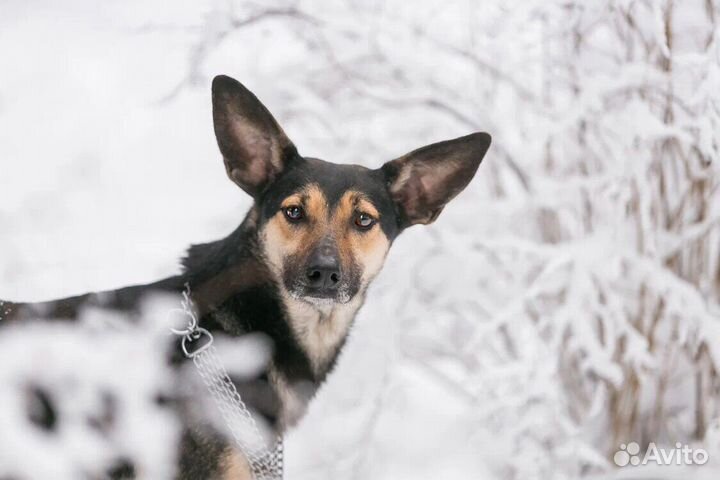 Собака Леся бесплатно в добрые руки