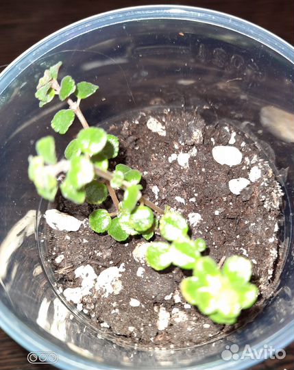 Пилея депресса