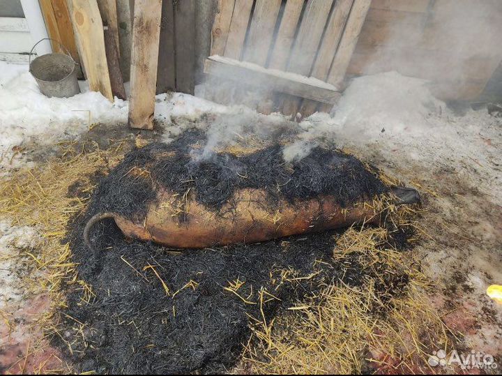 Домашняя свинина