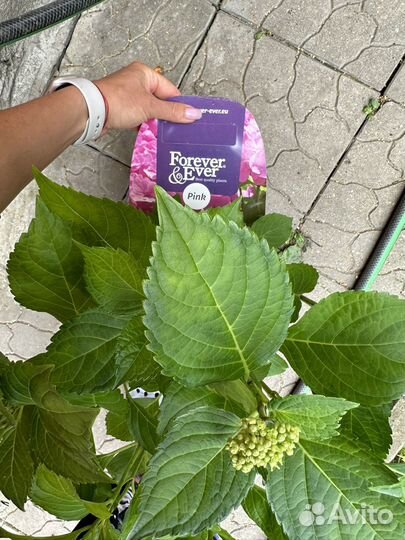 Гортензия крупнолистная Голландия 2 литра