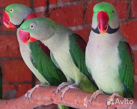 Попугай Китайский, александрийский и розовогрудый