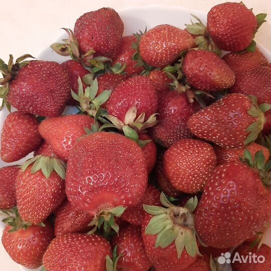 Саженцы клубники