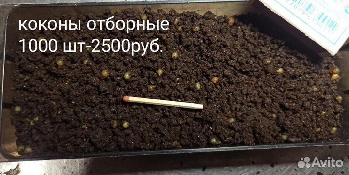 Черви Дендробена