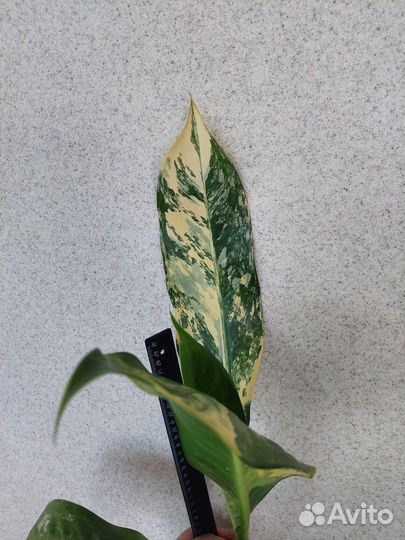Диффенбахия Yellow variegated, дрифтинг