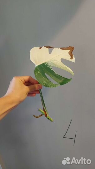 Монстера Альба, черенки