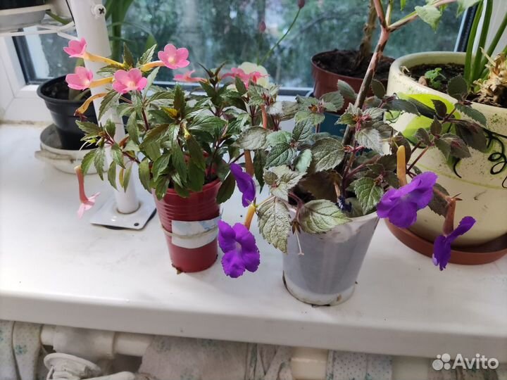 Ахименес, обмен