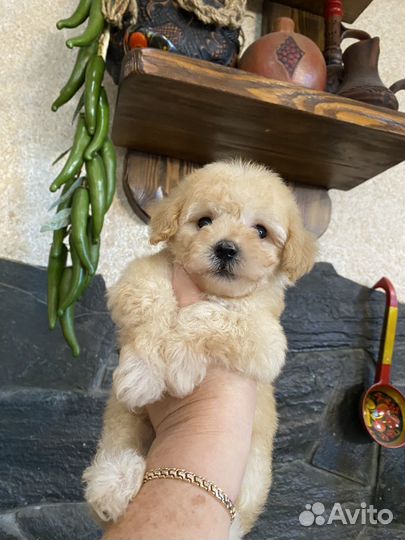 Мальтипу мини девочка