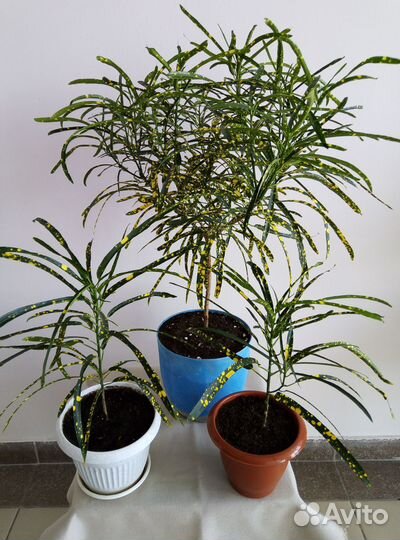 Продам цветы комнатные