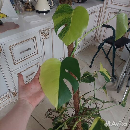 Монстера елоу спдеш