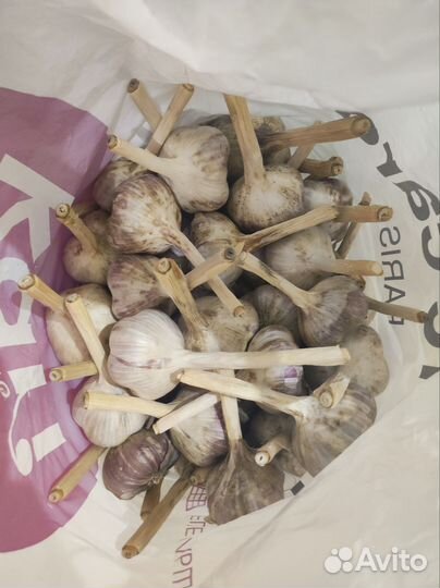 Чеснок крупный