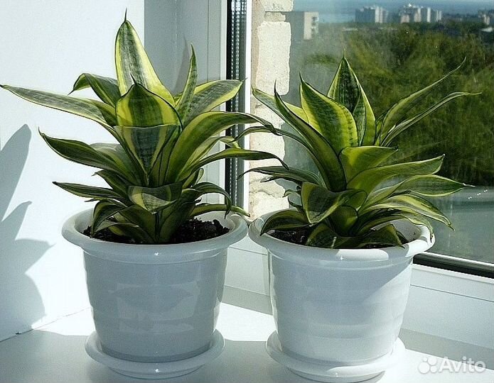 Сансевиерия Голден Ханни (крупные детки)