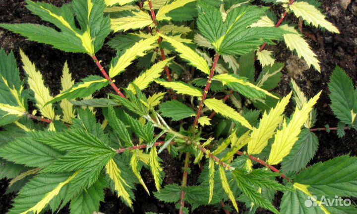 Садовые растения