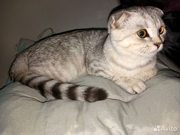 Шотландская вислоухая кошка