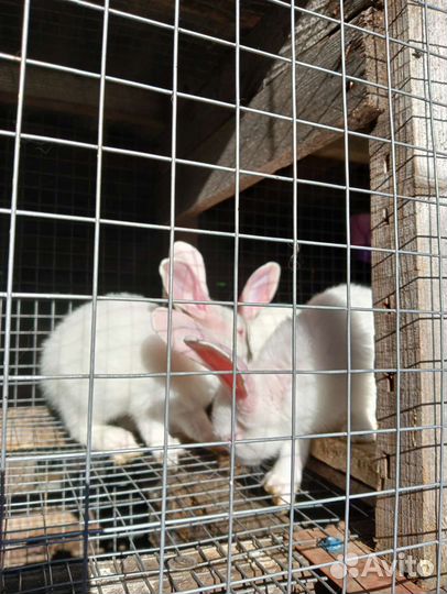 Кролик Чистокровный Хиколь