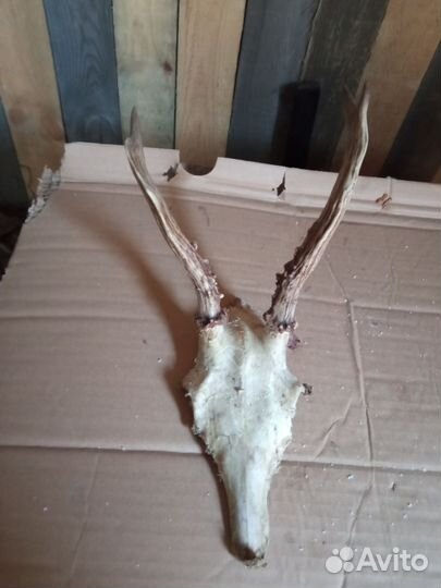 Рога косули