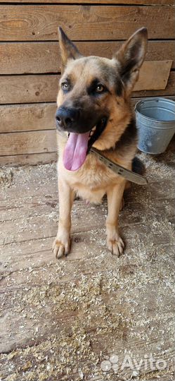 Малыш самая лучшая, красивая собака