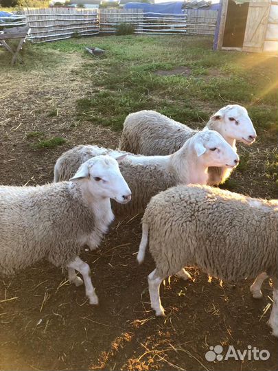 Катумские бараны, ярочки