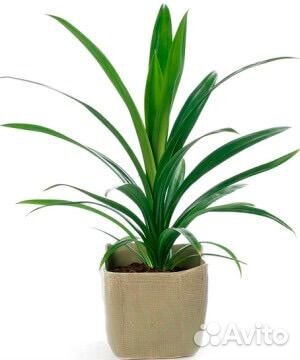 Пальма панданус Вейча