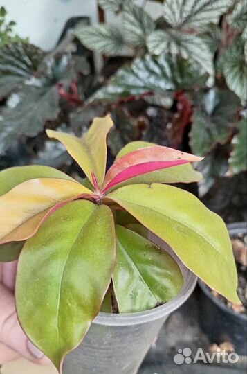 Переския, кактус с листьями