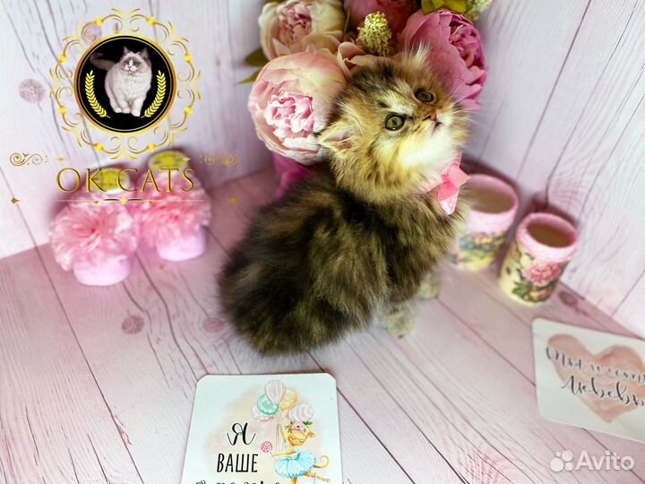 Pixel. Эксклюзивная девочка манчкин long