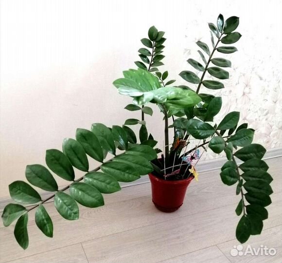 Замиокулькас